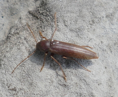 Serropalpus