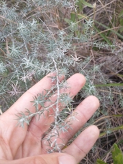 Baccharis artemisioides