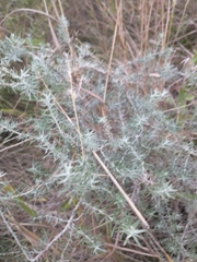 Baccharis artemisioides