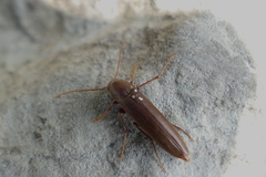 Serropalpus
