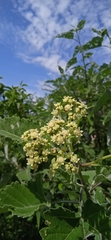 Parthenium tomentosum