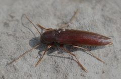 Serropalpus