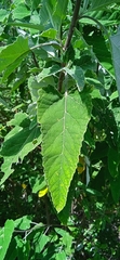 Parthenium tomentosum
