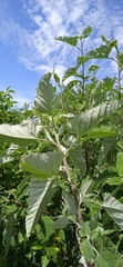 Parthenium tomentosum