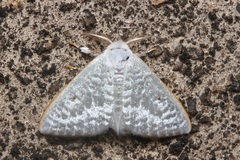Arctornis poecilonipha