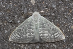Arctornis poecilonipha