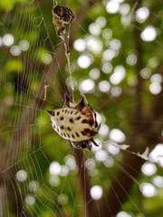 Gasteracantha cancriformis