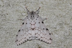 Lymantria marginalis