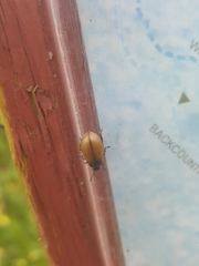 Chrysomela crotchi