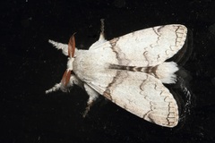 Calliteara diplozona