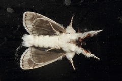 Calliteara diplozona