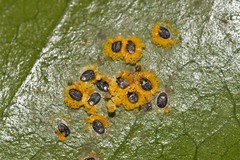 Aleurocanthus ceracroceus