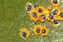 Aleurocanthus ceracroceus