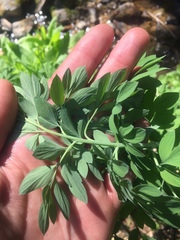 Corydalis caseana brandegeei
