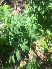 Corydalis caseana brandegeei