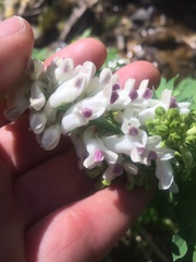 Corydalis caseana brandegeei