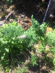 Corydalis caseana brandegeei