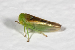 Populicerus suturalis