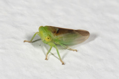 Populicerus suturalis