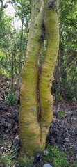 Fouquieria formosa