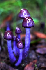 Cortinarius magellanicus