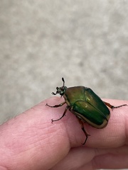 Cotinis nitida