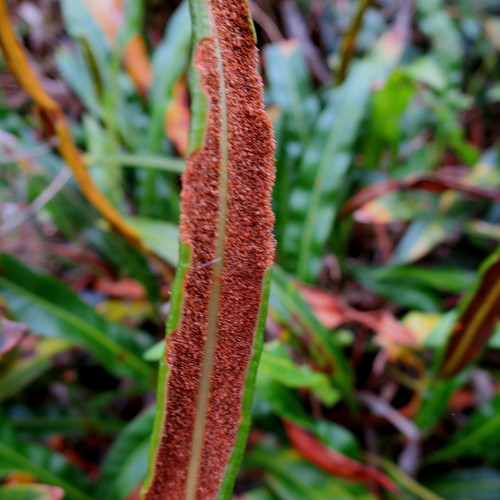 Image of Elaphoglossum acrostichoides by no rights reserved