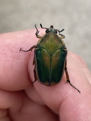 Cotinis nitida