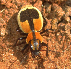 Graphipterus cordiger