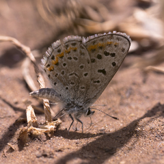Euphilotes spaldingi
