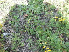 Corydalis curvisiliqua