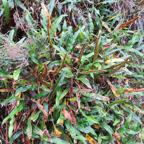 Image of Elaphoglossum acrostichoides by no rights reserved