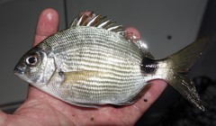 Diplodus holbrookii