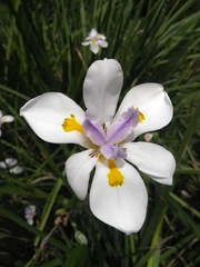 Dietes grandiflora