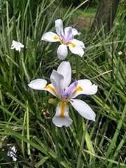 Dietes grandiflora