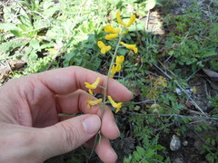 Corydalis curvisiliqua