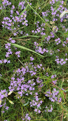 Thymus gobicus
