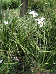 Dietes grandiflora