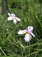 Dietes grandiflora