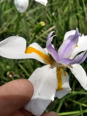 Dietes grandiflora