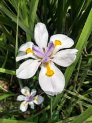 Dietes grandiflora