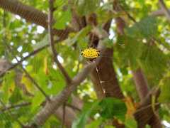 Gasteracantha cancriformis
