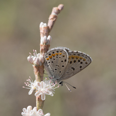 Euphilotes spaldingi