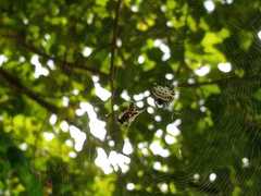 Gasteracantha cancriformis