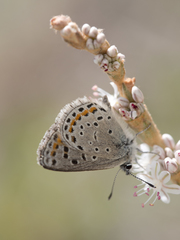 Euphilotes spaldingi