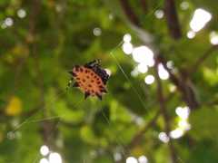 Gasteracantha cancriformis