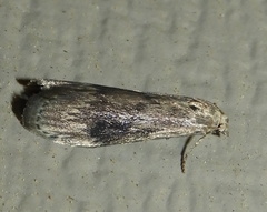 Aphomia terrenella