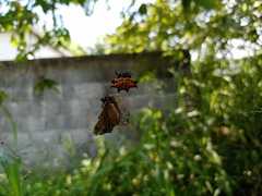 Gasteracantha cancriformis