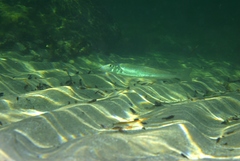 Sillaginodes punctatus