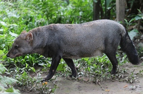 Short-eared Dog (Atelocynus microtis) · iNaturalist